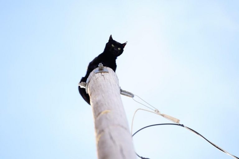 Firefighters rescue Panther, a local cat stuck on top of a 36-foot-high light pole
