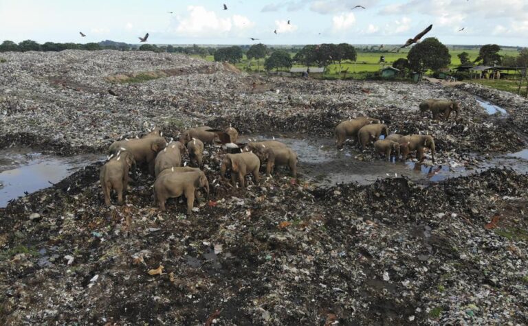 Plastic waste in eastern Sri Lanka is killing elephants in the region