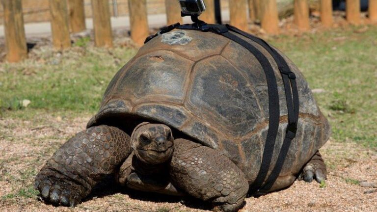 Patches, a 200-pound Aldabra giant tortoise has passed on