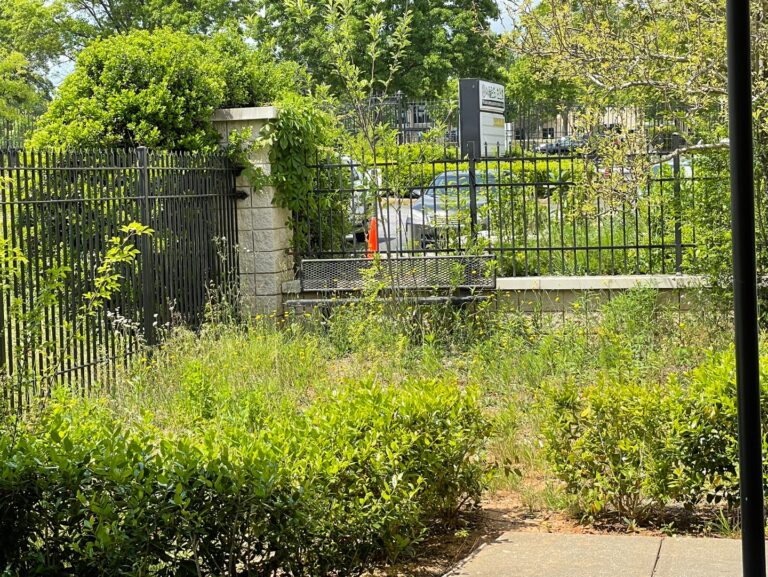 [Announcement] Join K-Green Scout for weeding at the Korean-American Community Center 