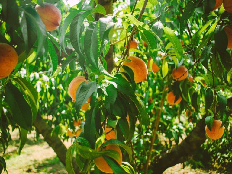 [How about here] Georgia’s 7 peach farms – Let’s go picking peaches!